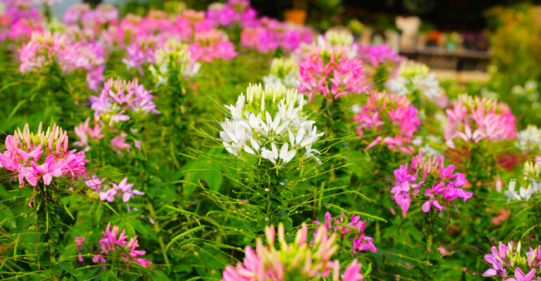 Easy-To-Grow Flowers To Start In May In North Carolina