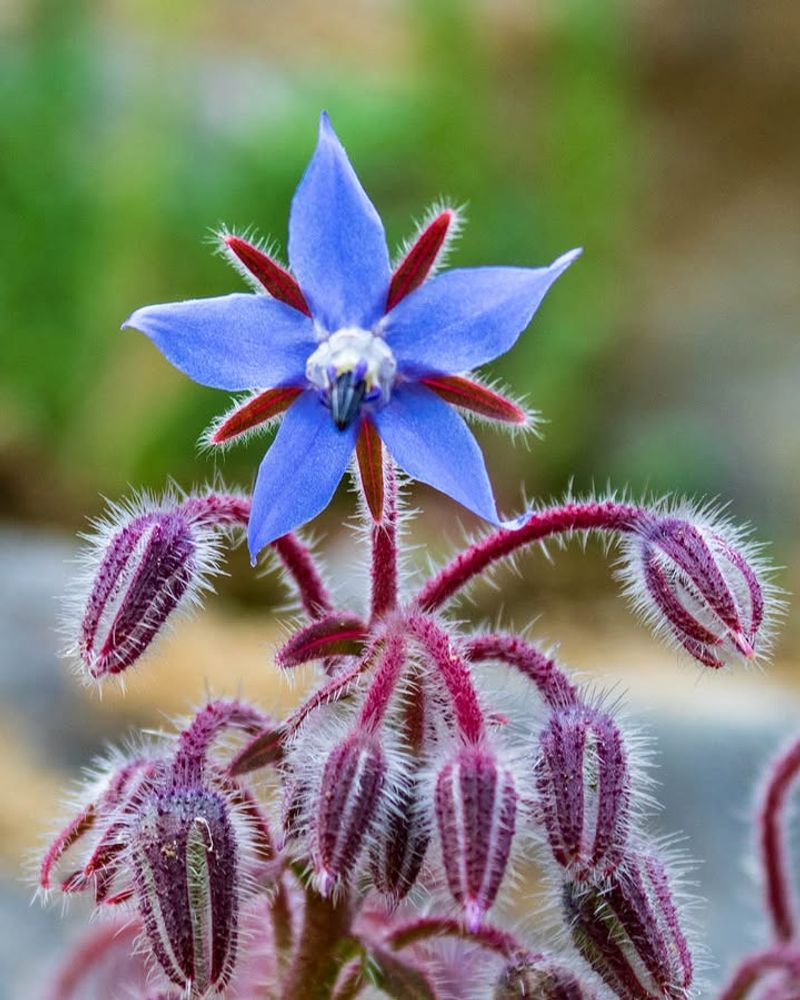 Tolerates Ohio's Variable Conditions