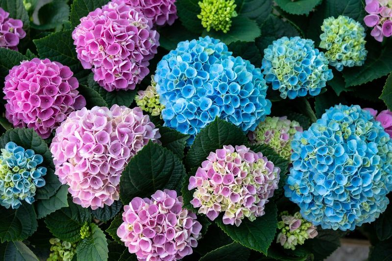 Understand Which Hydrangeas Can Change Color