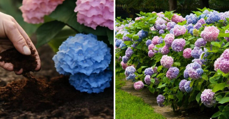 Hydrangea colors