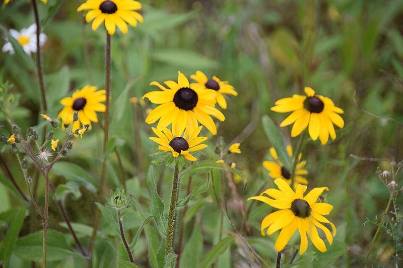 Rudbeckia Fills Beds With Long Lasting Color