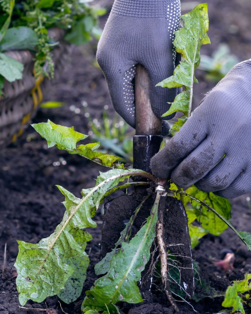 Remove Existing Weeds Before Adding Gravel