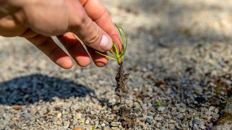 Pull Tiny Sprouts Early Before They Turn Into A Bigger Mess