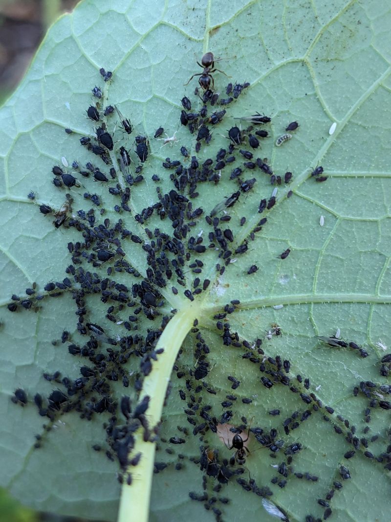 Acts As A Trap Crop For Aphids And Other Pests