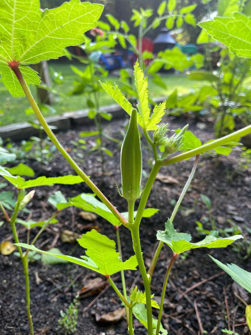 Okra Handles Hot Weather With Impressive Ease