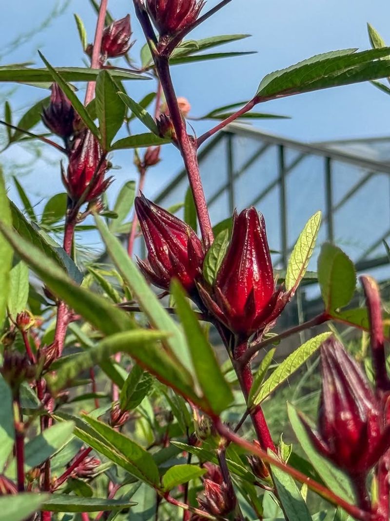 Roselle Bringing Bold Flavor And Tropical Growth