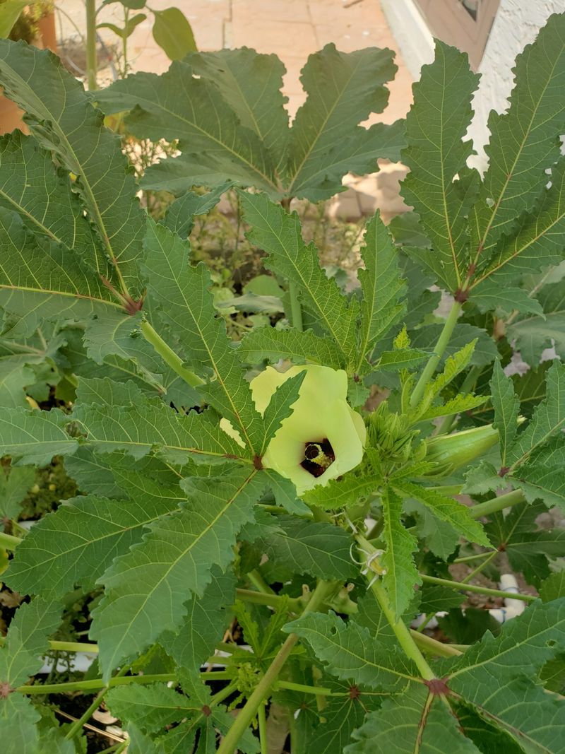 Okra Adds Quick-Growing, Heat-Tolerant Summer Crops