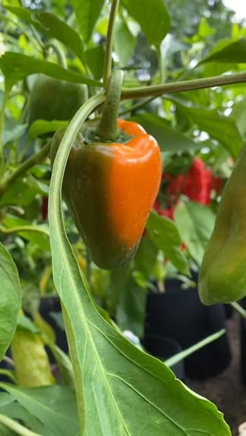 Peppers Continue Growing Well In Spring Heat