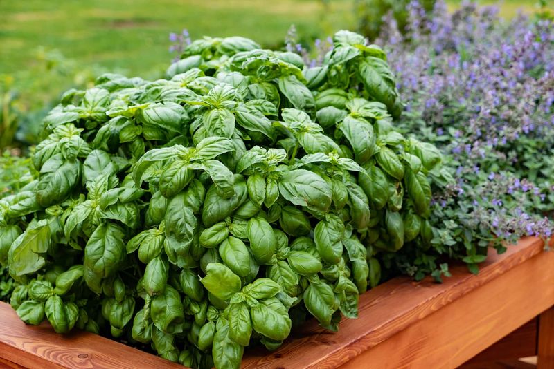 Basil That Fills The Garden With Fragrance