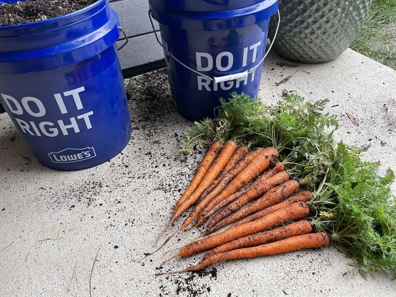 Carrots (Danvers Half Long, Little Finger)