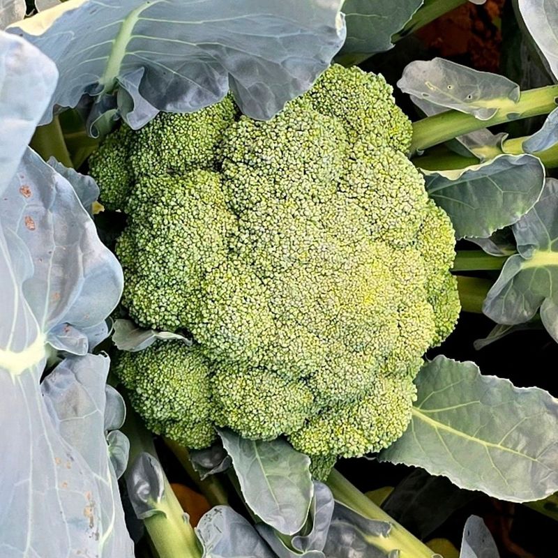 Broccoli (Brassica oleracea var. italica)