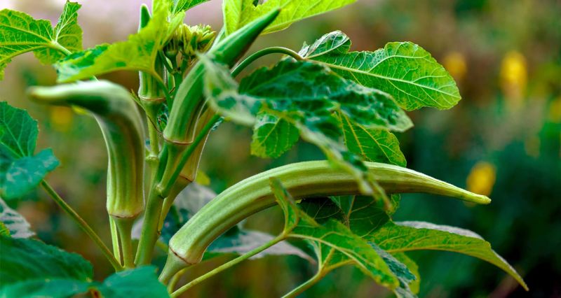 Okra That Settles In For Summer