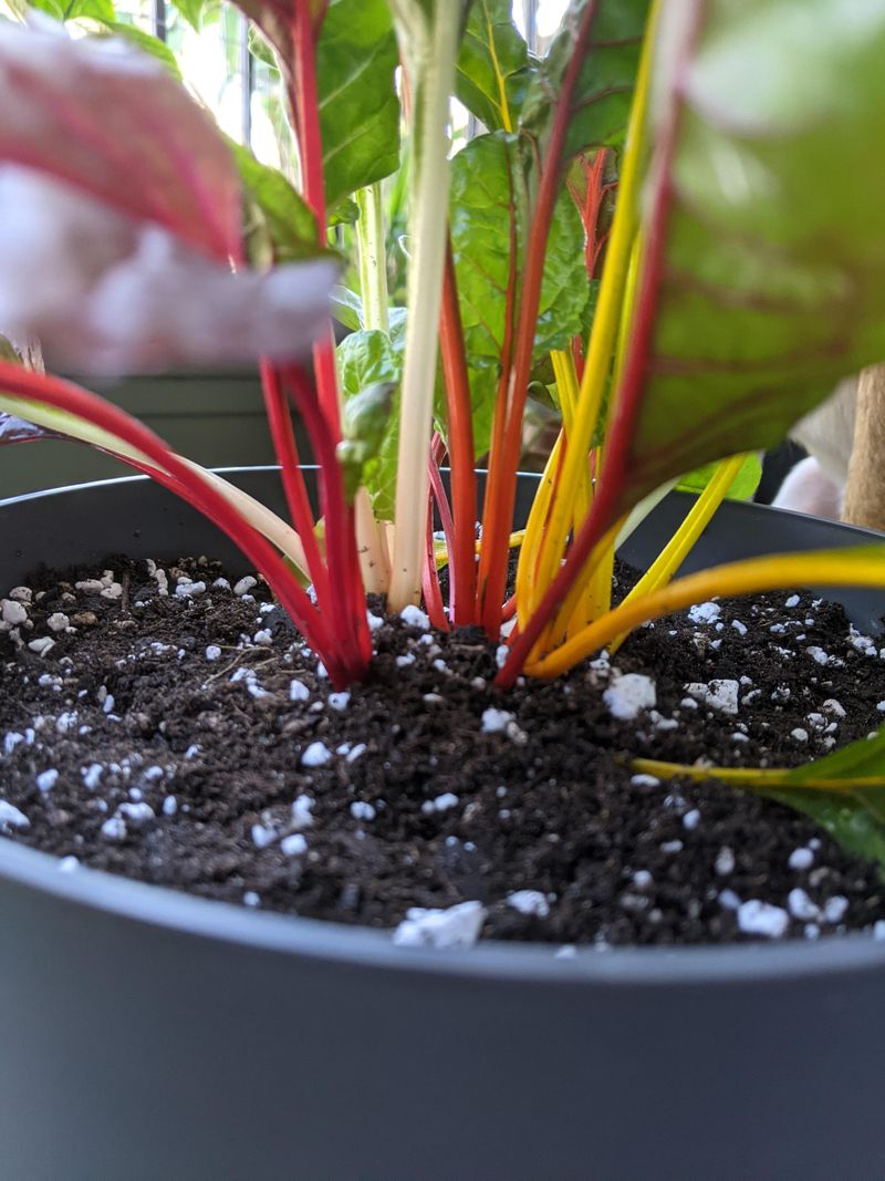 Swiss Chard Produces Leaves Over A Long Season