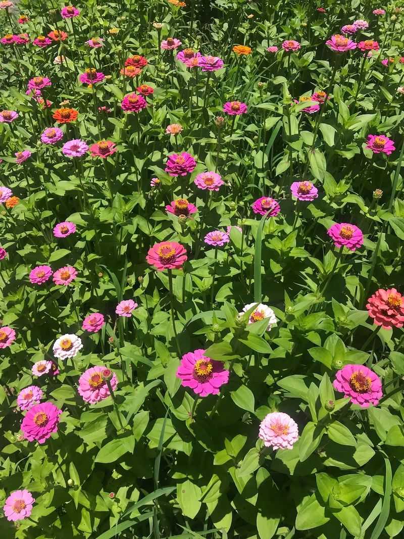 Zinnias