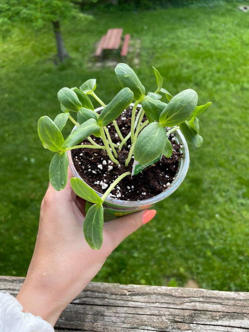 Cucumbers Climb Or Spread Quickly In Sunny Beds