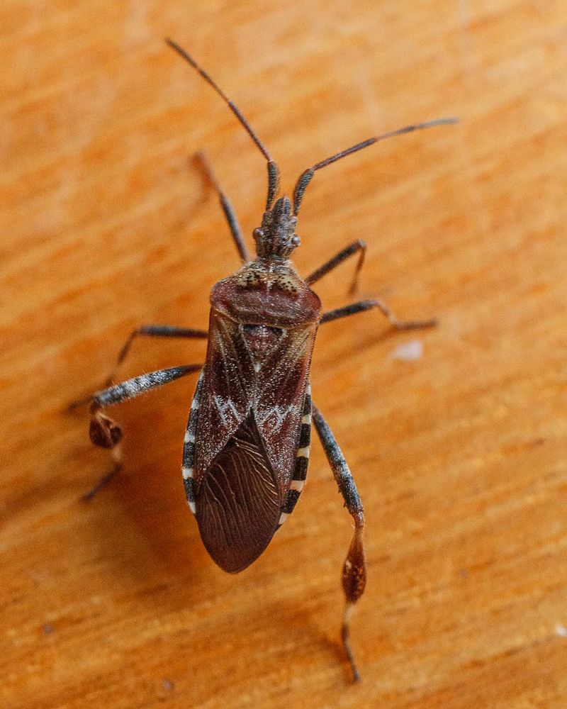 Mild Late Winter Periods Can Reverse Early Losses