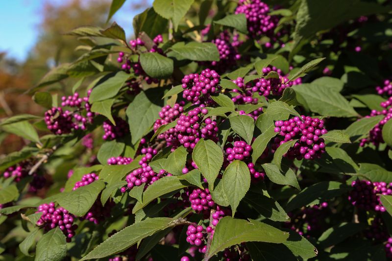 American Beautyberry 