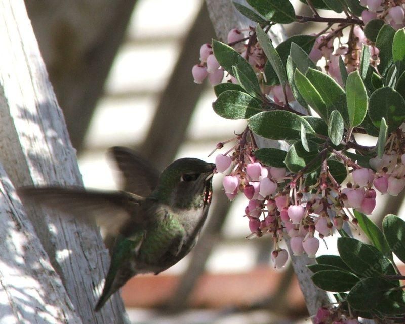 Manzanita Offers Food And Year Round Cover