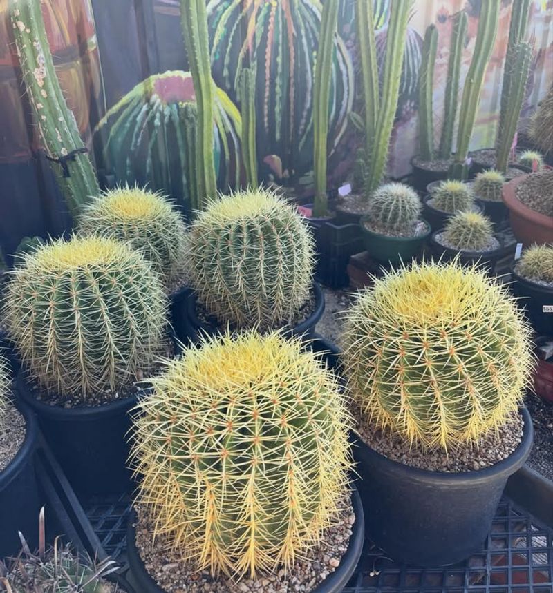 Golden Barrel Cactus Thrives In Full Sun And Dry Soil