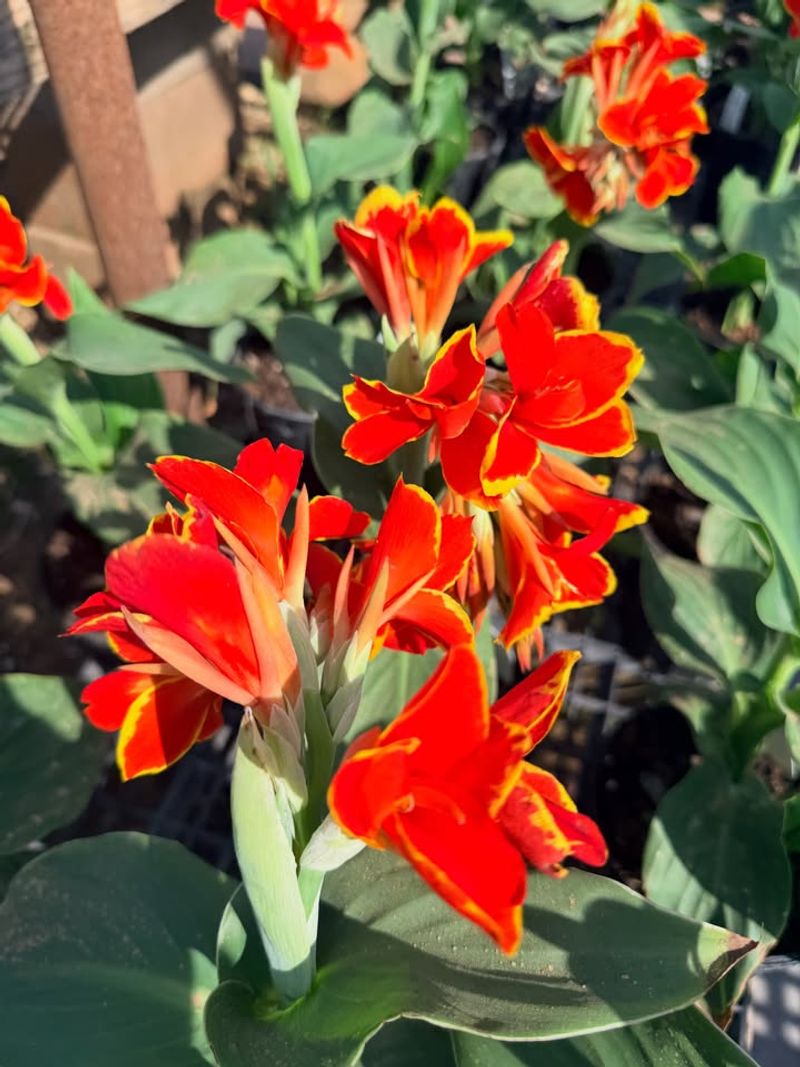 Canna Lily Grows Well With Regular Water