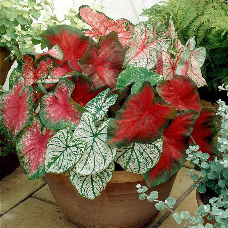 Caladiums Brighten Containers With Vivid Leaf Color