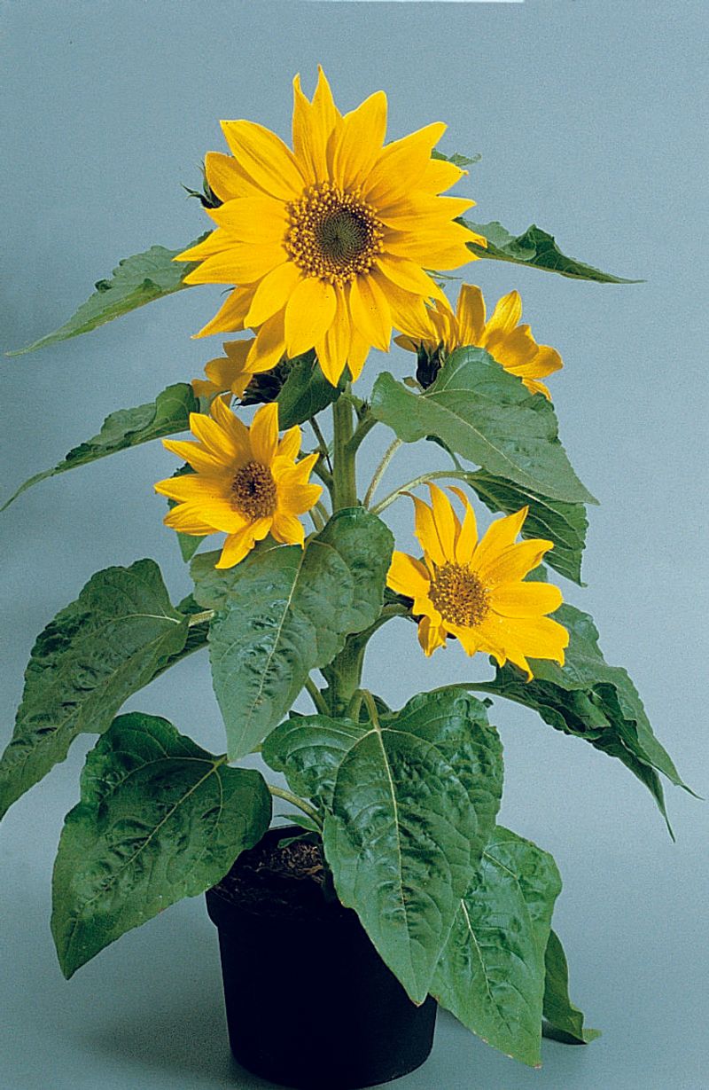 Pacino Fills Containers With Dense Yellow Flowers