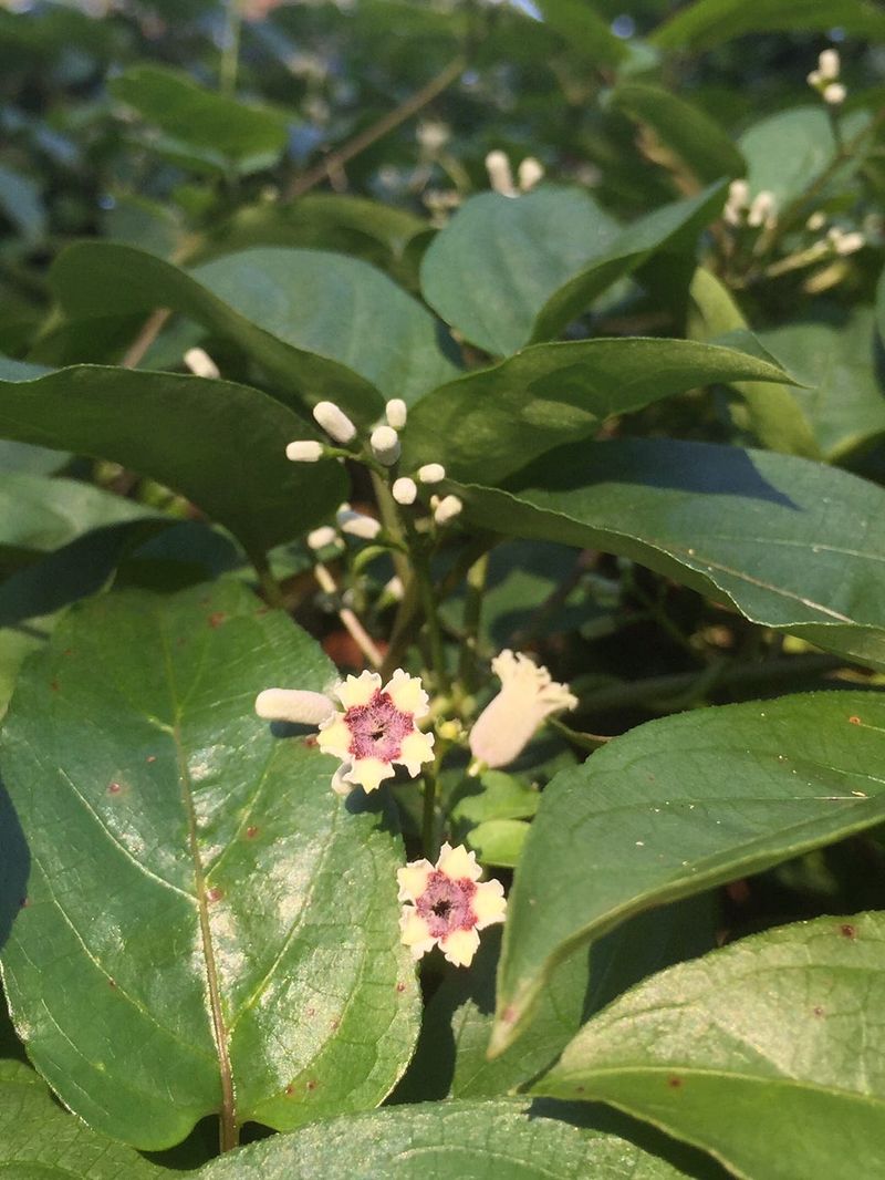 Remove Skunkvine Before It Invades Nearby Landscapes