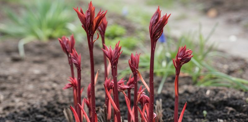 Bud Stage Determines How Much Impact Occurs