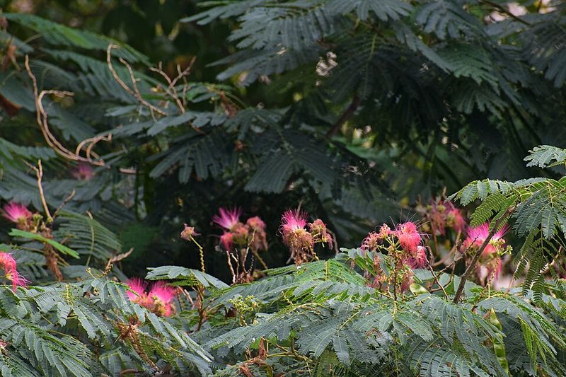 Mimosa Tree Struggles With Cold And Can Spread In Warmer Areas
