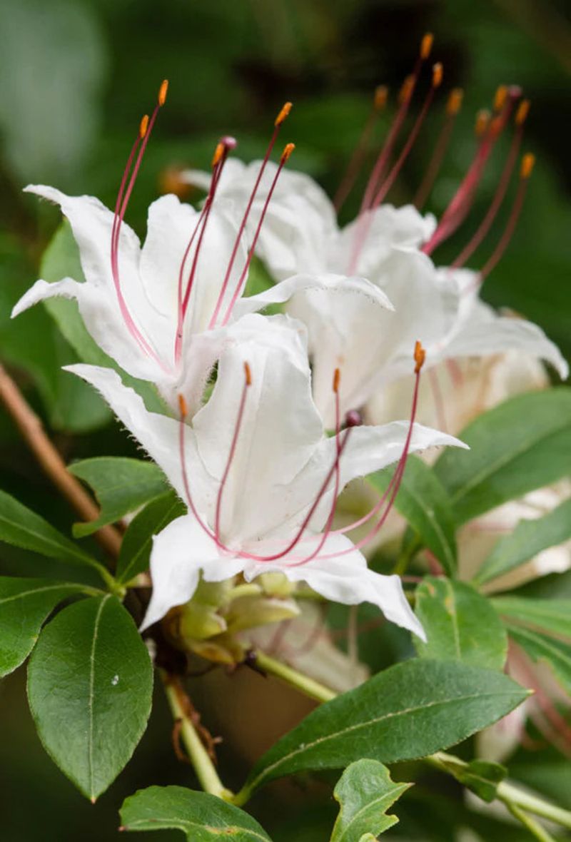 Smooth Azalea Brings Late Bloom Beauty With A Native Touch