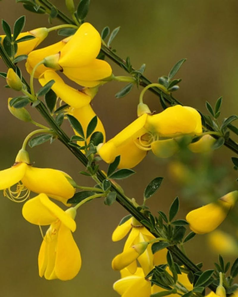 Scotch Broom