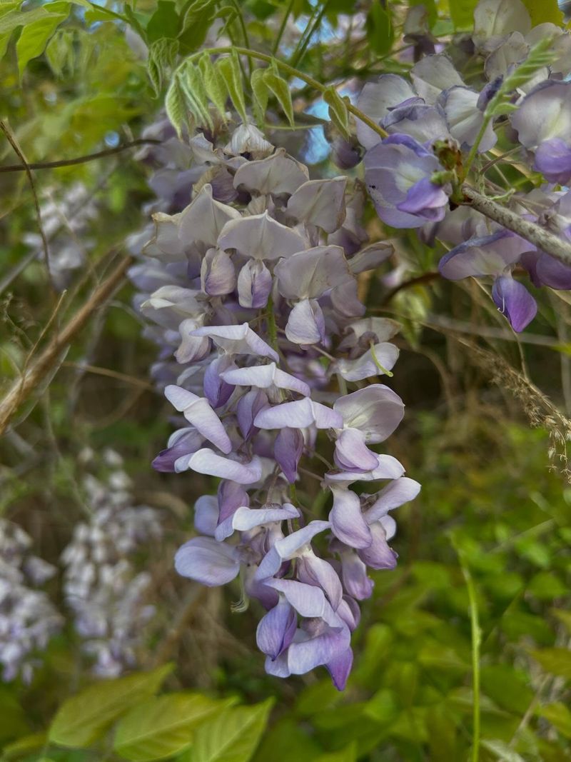 Wisteria 
