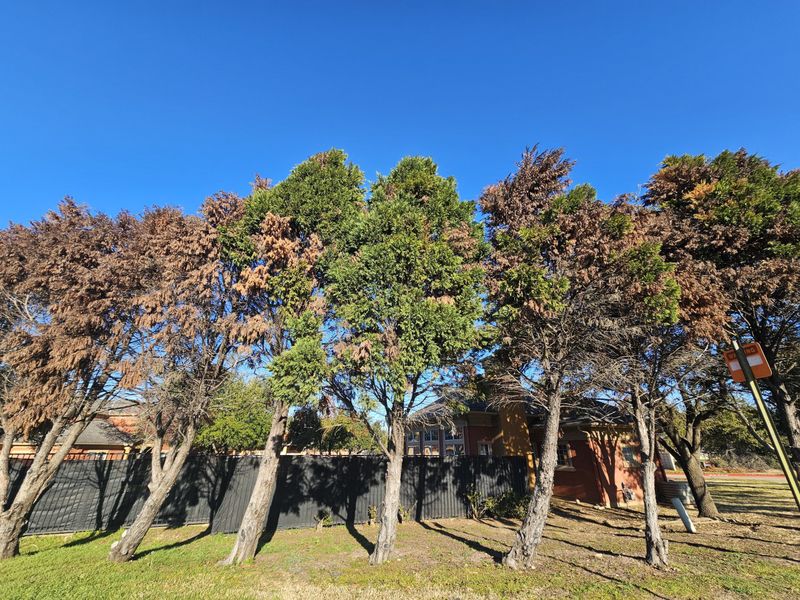 Leyland Cypress