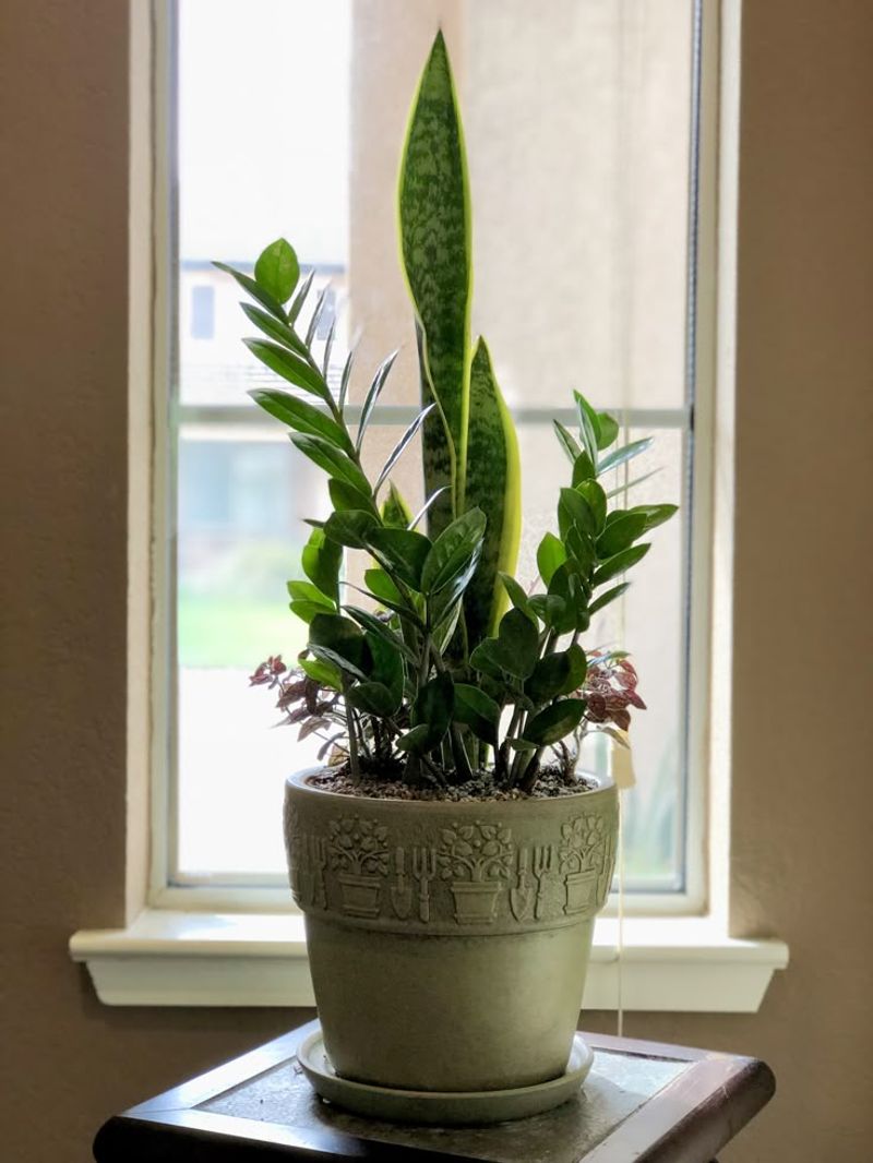 Snake Plant And ZZ Plant For Low Light And Low Water