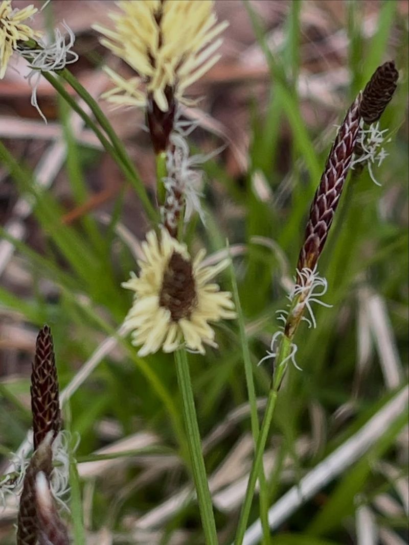 Purple Nutsedge 