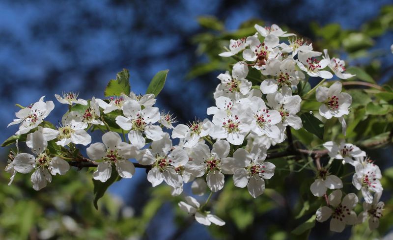 Callery Pear (Pyrus calleryana)
