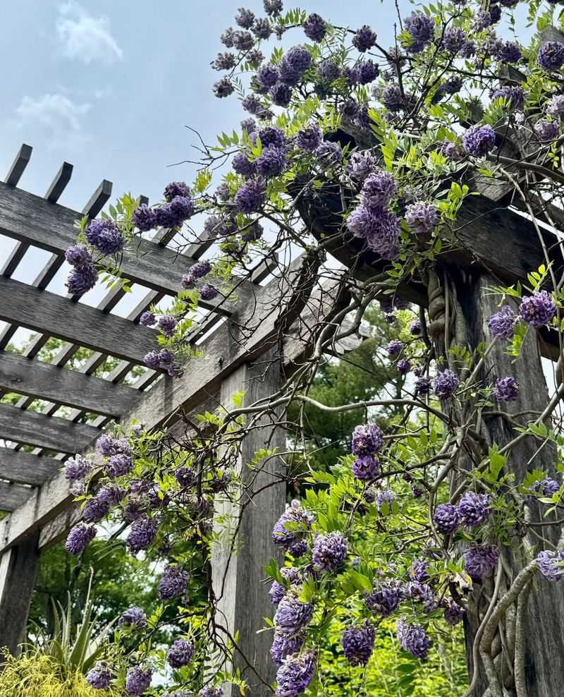 Wisteria Takes Over Quickly And Becomes Hard To Control