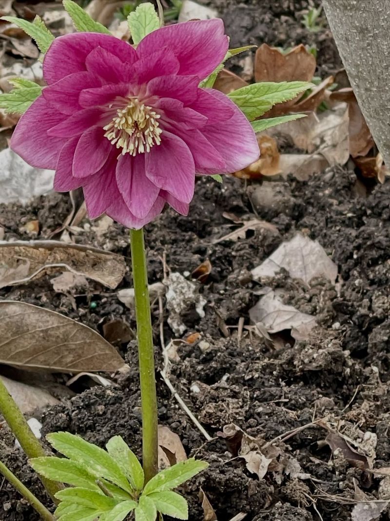 Hellebore Keeps Looking Better As Spring Moves Along
