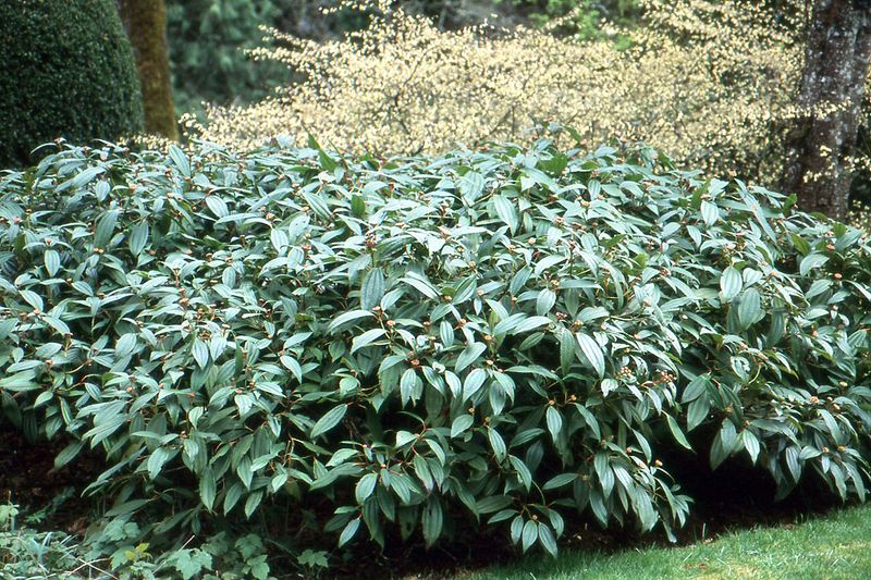 Viburnum Davidii Brings Texture And Tidy Form