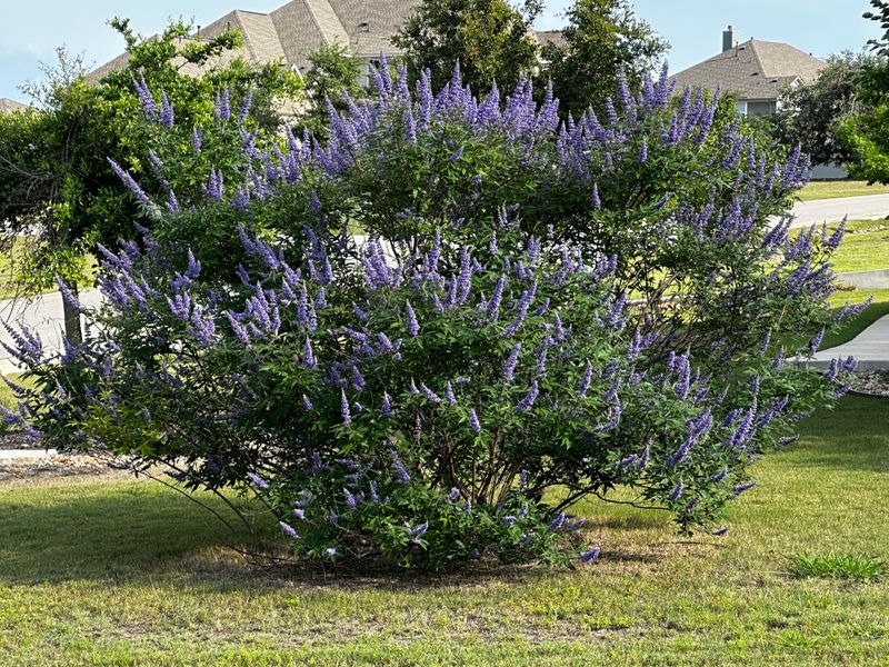 Vitex Responds Well To Early Season Shaping