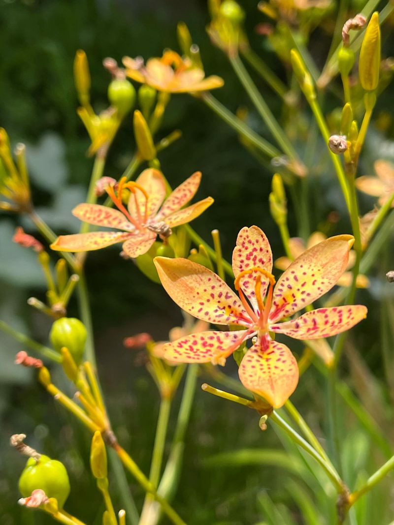Blackberry Lily 