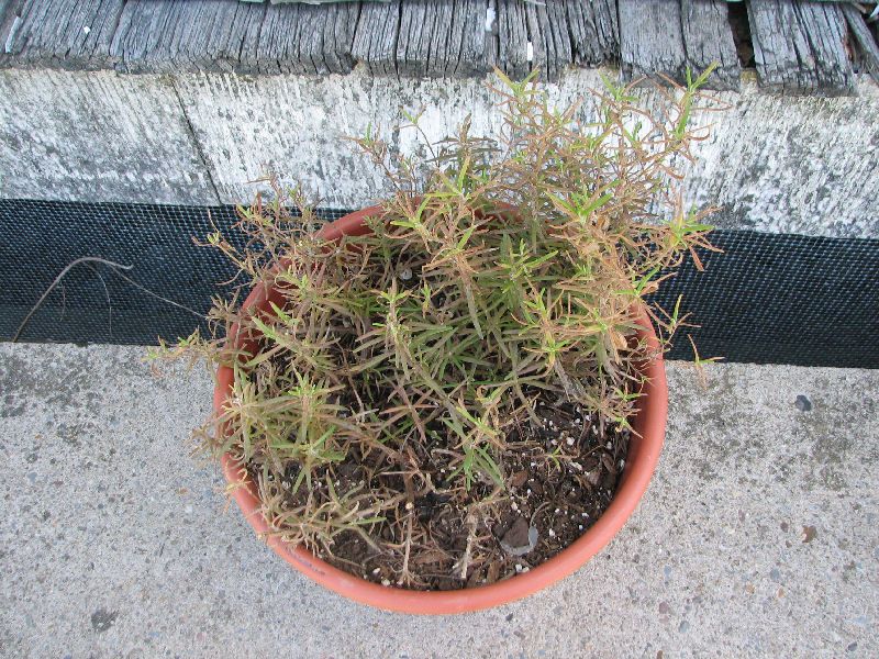 Rosemary