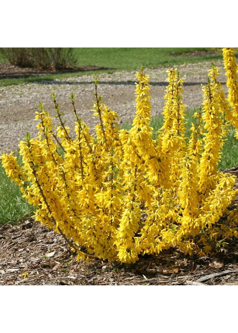 Spring-Flowering Shrubs Are Better Fed After Bloom