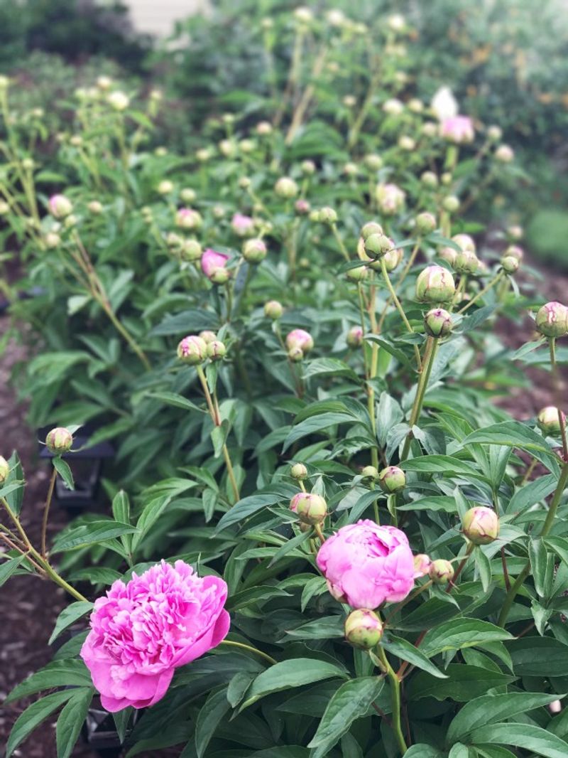 Frost Rarely Affects Long-Term Plant Health In Michigan