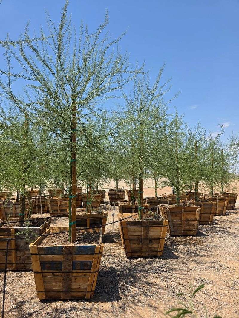 They Require Less Maintenance Once Fully Established