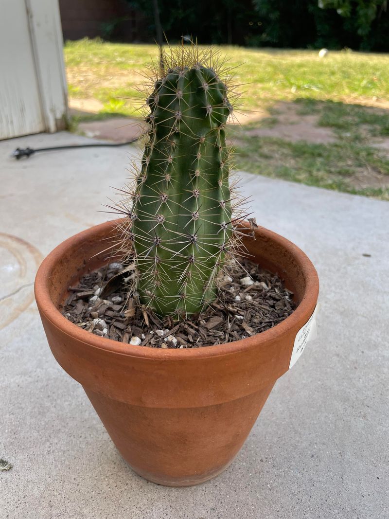 Young And Newly Planted Saguaros Need Extra Attention
