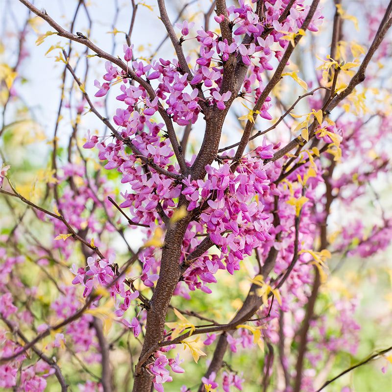 Microclimates Can Influence Frost Exposure In Michigan Yards