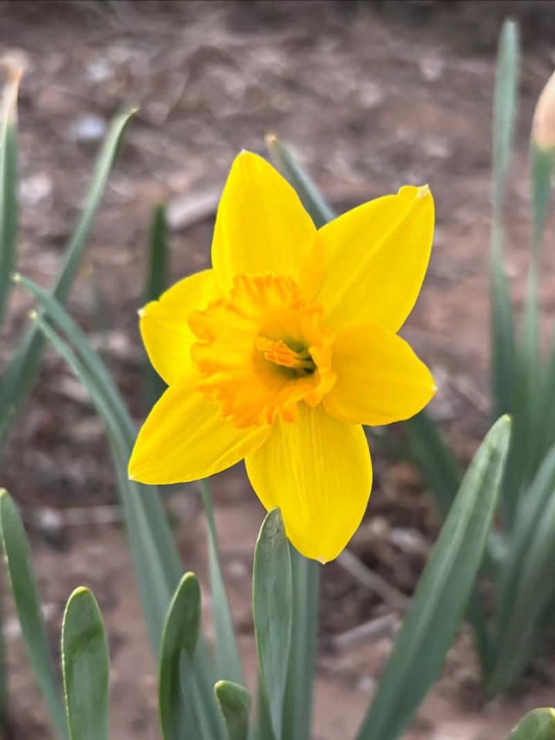 Daffodils Contain Compounds That Make Them Unappealing To Rodents