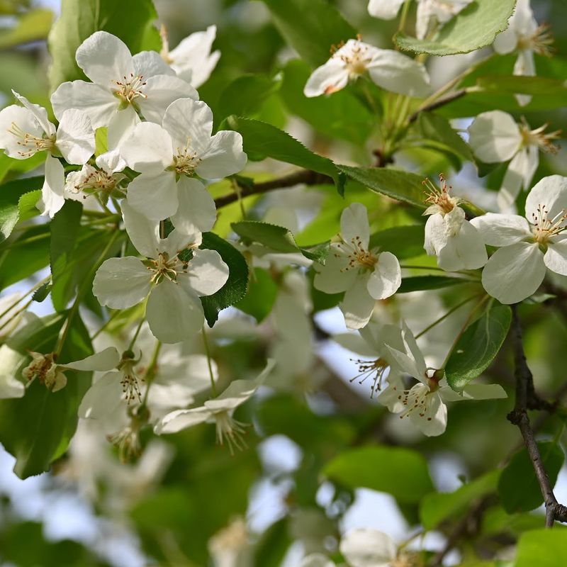 Bradford Pear