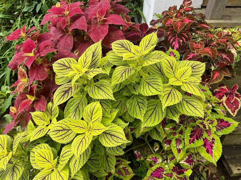 Sun Coleus That Brings Bold Leaf Color